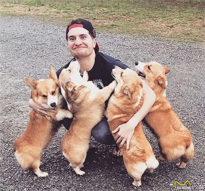 拥有小短腿和大屁股的狗狗,你会喜欢它们吗?