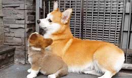 拥有小短腿和大屁股的狗狗，你会喜欢它们吗?