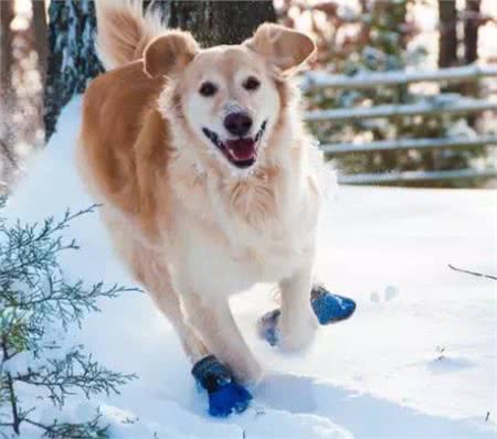 狗狗冬天怕冷怎么办?别担心,我来教你!