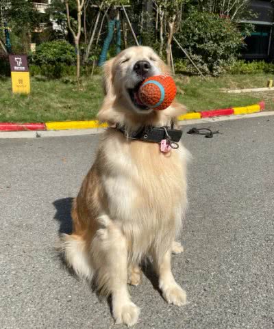 狗狗冬天怕冷怎么办?别担心,我来教你!