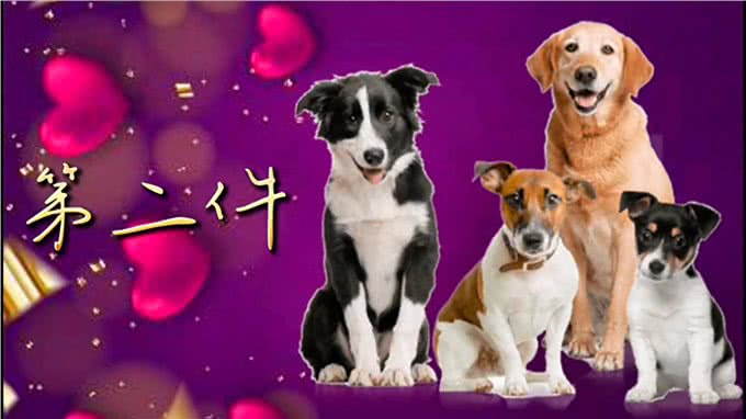 新手养狗12件必备品