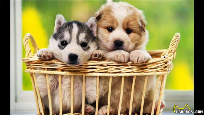 新手养狗12件必备品