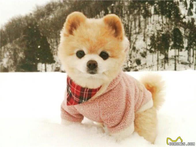 喜欢吠叫的精灵!博美犬让人又爱又恨