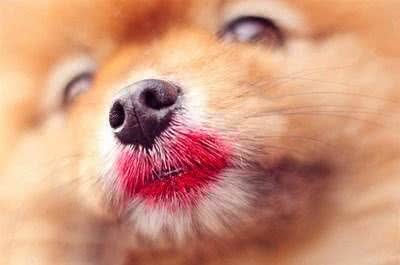 喜欢吠叫的精灵!博美犬让人又爱又恨