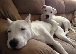 杜高犬为什么要剪耳朵?