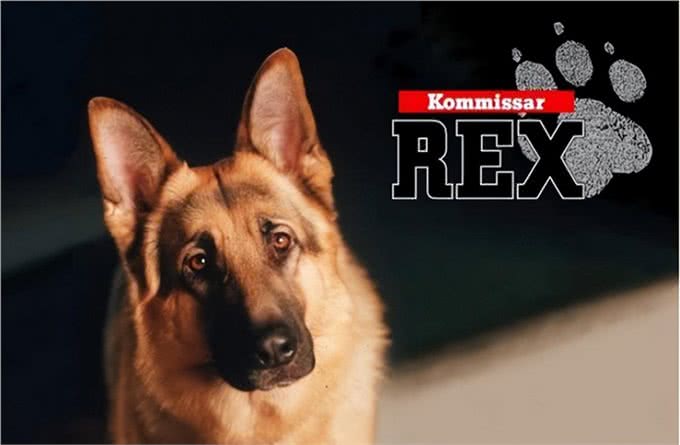 历史上最著名的10只狗!