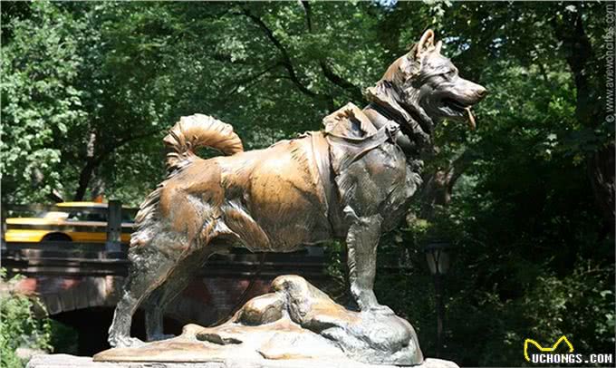 历史上最著名的10只狗!