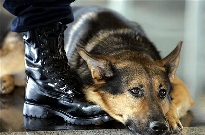 历史上最著名的10只狗!