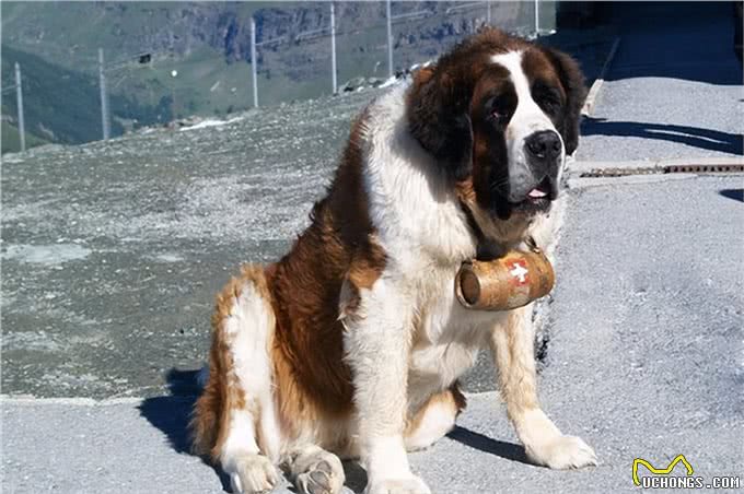 历史上最著名的10只狗!