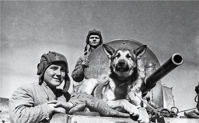 历史上最著名的10只狗!