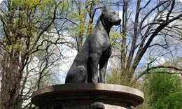 历史上最著名的10只狗!