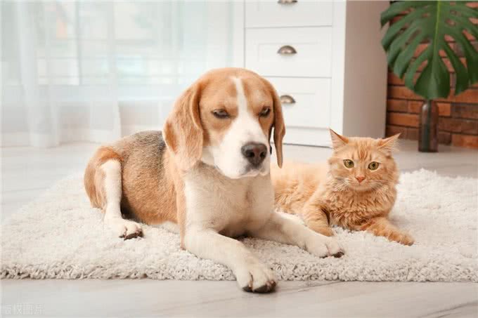 解读男不养猫,女不养狗的传统观念