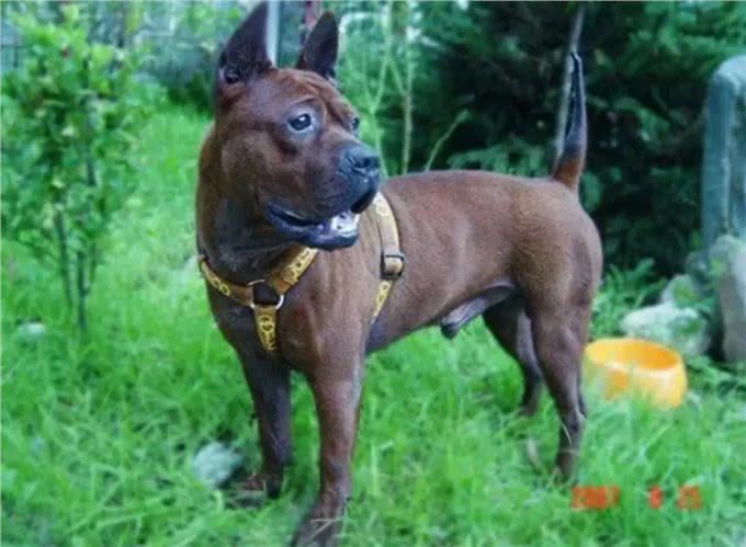 川东猎犬:本土猎犬中的扛把子