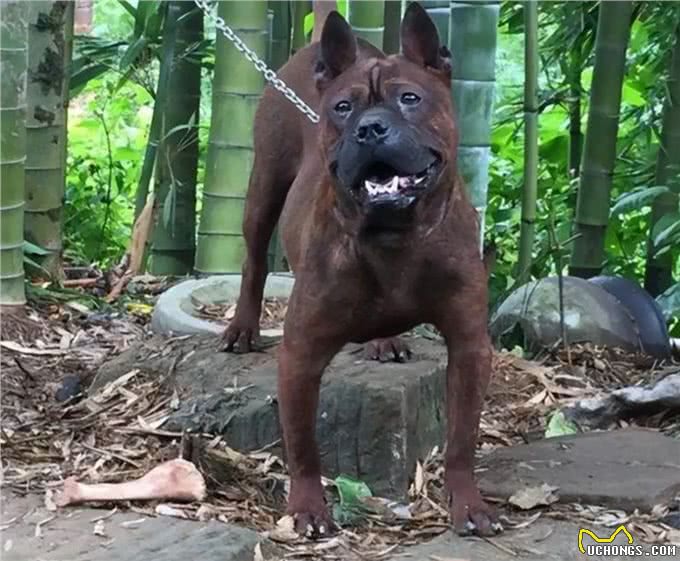 川东猎犬：本土猎犬中的扛把子