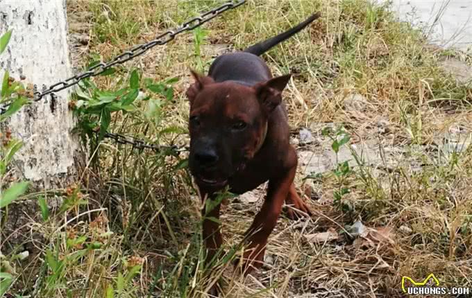 川东猎犬:本土猎犬中的扛把子