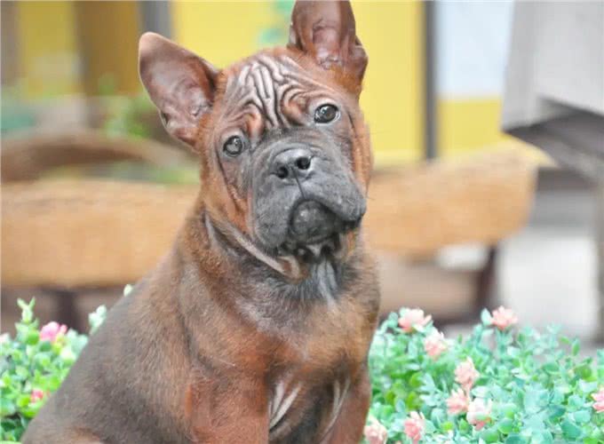 川东猎犬:本土猎犬中的扛把子