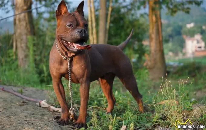 川东猎犬:本土猎犬中的扛把子