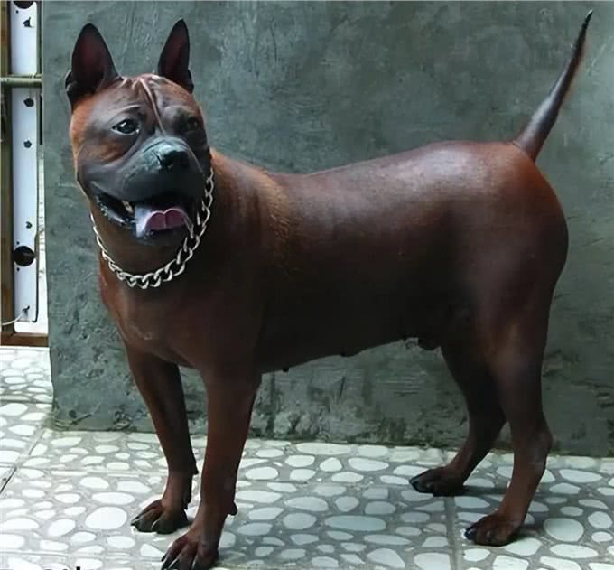 川东猎犬:本土猎犬中的扛把子