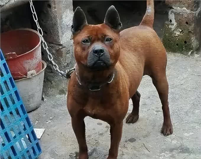 川东猎犬:本土猎犬中的扛把子