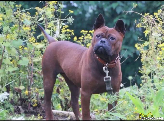 川东猎犬:本土猎犬中的扛把子