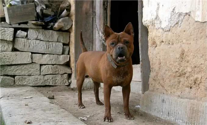 川东猎犬:本土猎犬中的扛把子