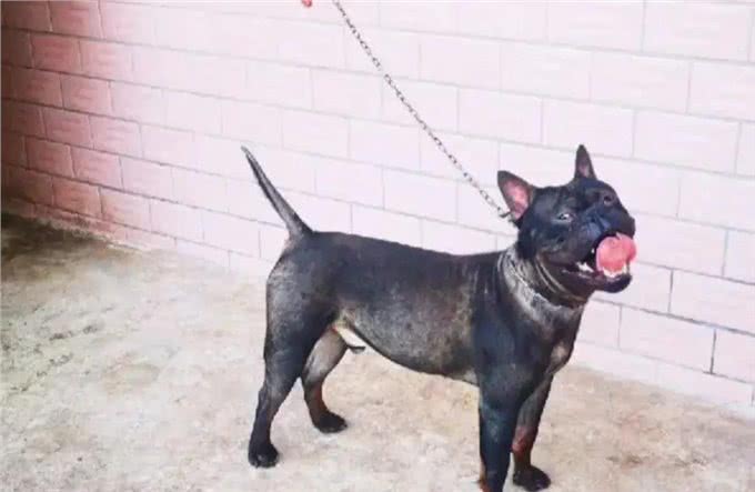 川东猎犬:本土猎犬中的扛把子