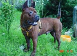 川东猎犬：本土猎犬中的扛把子