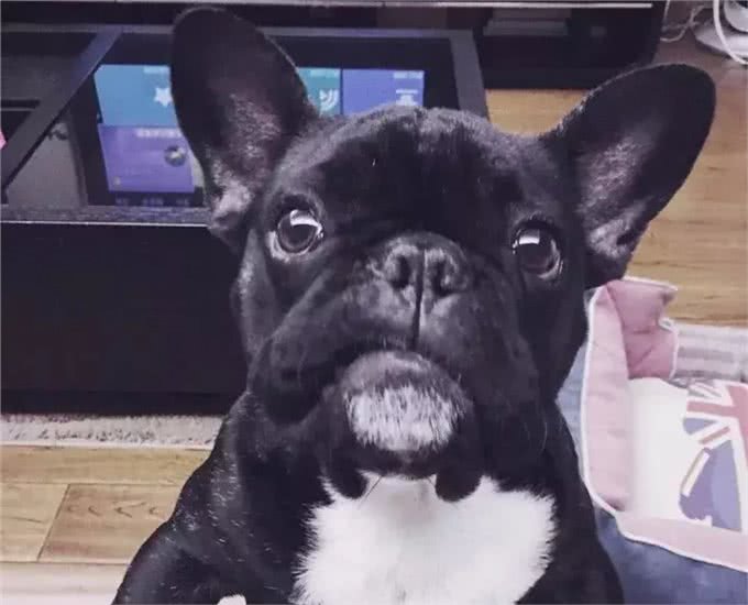 斗牛犬眼睛长出一层白膜怎么治?