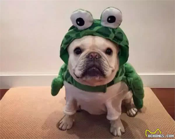 斗牛犬眼睛长出一层白膜怎么治?