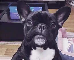 斗牛犬眼睛长出一层白膜怎么治?