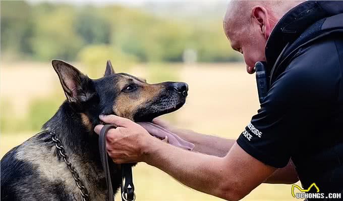 六世纪罗马猎犬的训练与狩猎习俗是如何的?