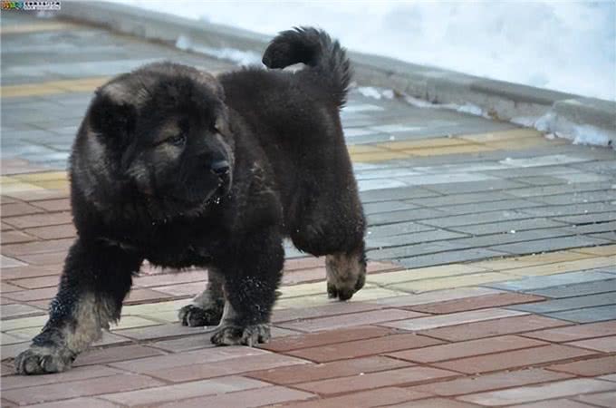 六世纪罗马猎犬的训练与狩猎习俗是如何的?