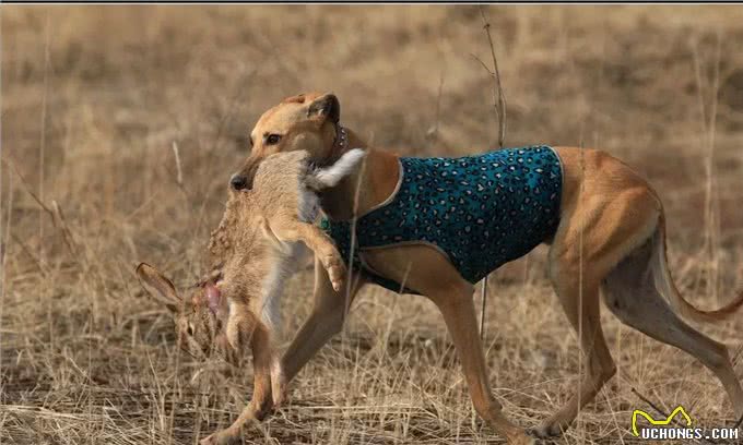 六世纪罗马猎犬的训练与狩猎习俗是如何的?