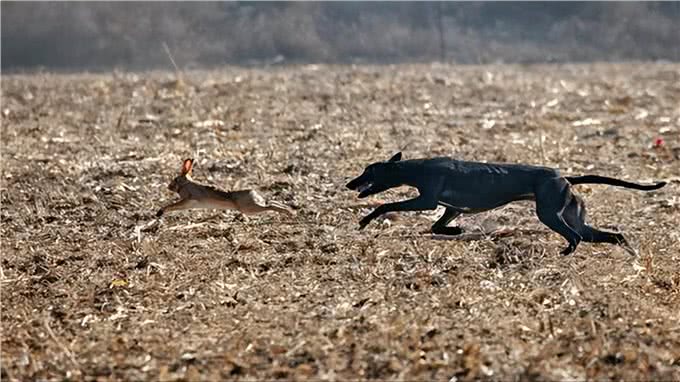六世纪罗马猎犬的训练与狩猎习俗是如何的?