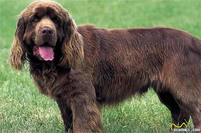 六世纪罗马猎犬的训练与狩猎习俗是如何的?