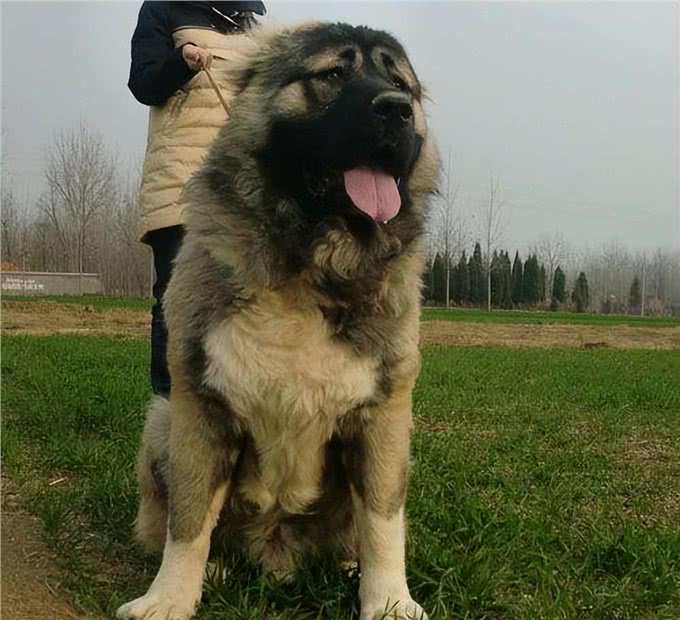 六世纪罗马猎犬的训练与狩猎习俗是如何的?