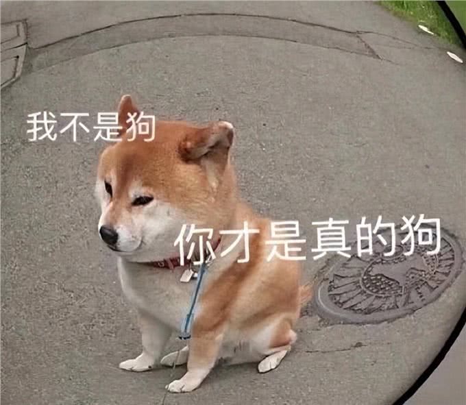 再次劝告:这些养狗误区，不要再犯了!