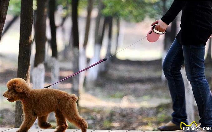 再次劝告:这些养狗误区，不要再犯了!