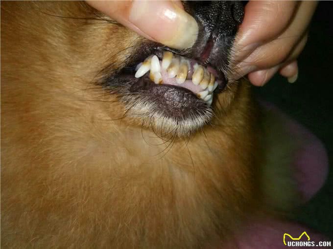 再次劝告:这些养狗误区，不要再犯了!