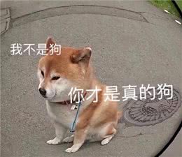 再次劝告:这些养狗误区，不要再犯了!