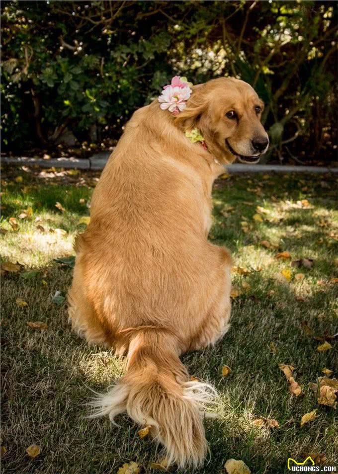 铲屎官想为怀孕的狗狗做点事情于是拍了这些美美的孕照