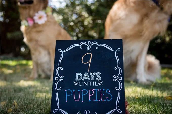 铲屎官想为怀孕的狗狗做点事情于是拍了这些美美的孕照