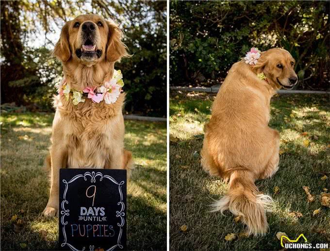 铲屎官想为怀孕的狗狗做点事情于是拍了这些美美的孕照