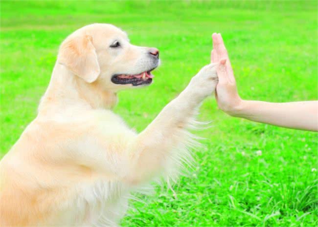 成年金毛犬，应该怎么训练?这几点可以帮助主人更好的驯服它
