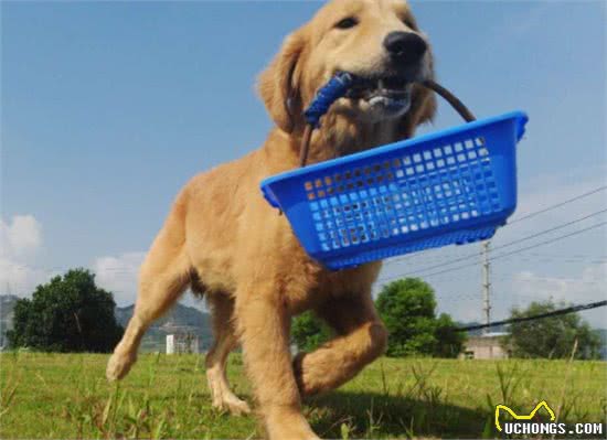 成年金毛犬，应该怎么训练?这几点可以帮助主人更好的驯服它