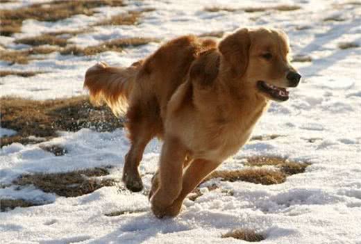 成年金毛犬，应该怎么训练?这几点可以帮助主人更好的驯服它