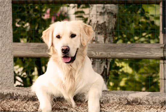 成年金毛犬，应该怎么训练?这几点可以帮助主人更好的驯服它