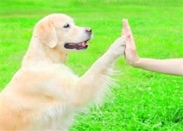 成年金毛犬，应该怎么训练?这几点可以帮助主人更好的驯服它