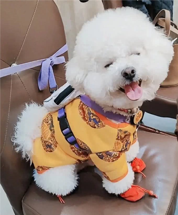 比熊犬在日常喂食特别要注意，那些能吃和那些不能吃，有何利弊