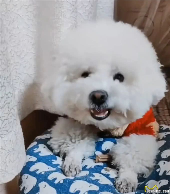 比熊犬在日常喂食特别要注意，那些能吃和那些不能吃，有何利弊